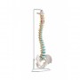 columna-vertebral-flexible-con-soporte