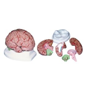Cerveau humain en 8 parties  مجسم لمخ انسان بـ 8 أجزاء