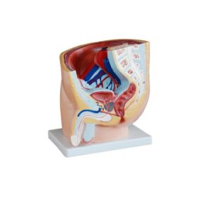 Appareil génital masculin en 3D الجهاز التناسلي عند الرجل بثلاث أبعاد