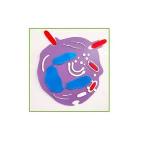 Cellule phagocytaire(Quatre étapes) (PLAQUE MAGNETIQUE)  خلية بلعمية (أربع مراحل) (لوحة ممغنطة)