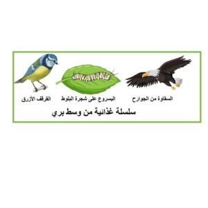 Chaînes alimentaire dans les milieux forestiers et aquatiques(PLAQUE MAGNETIQUE)   السلاسل الغذائية في الوسط الغابي و الوسط المائي (لوحة ممغنطة)