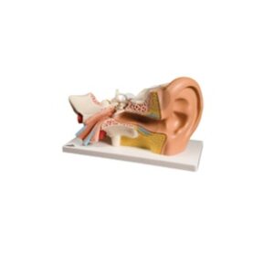 Oreille agrandie 3 fois en 4 partie Modèle 1 مجسم الأذن